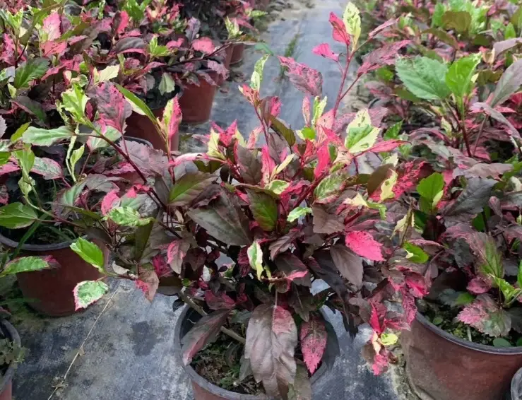彩葉扶桑花 台灣