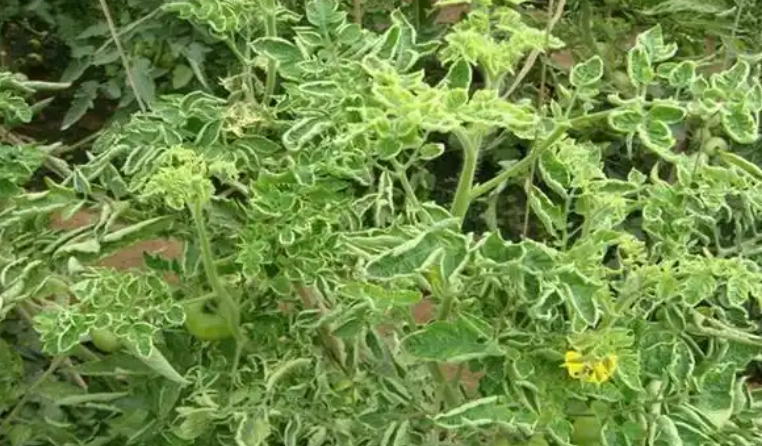 番茄捲葉病 番茄捲葉病