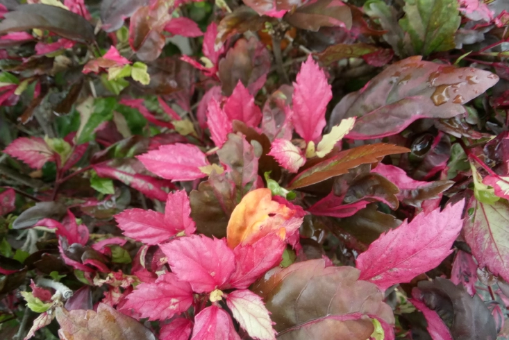彩葉扶桑花 養護