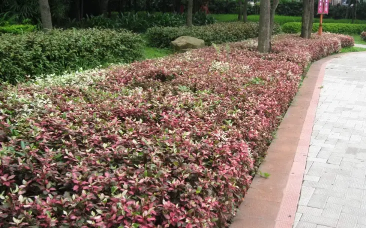 彩葉扶桑花 品種