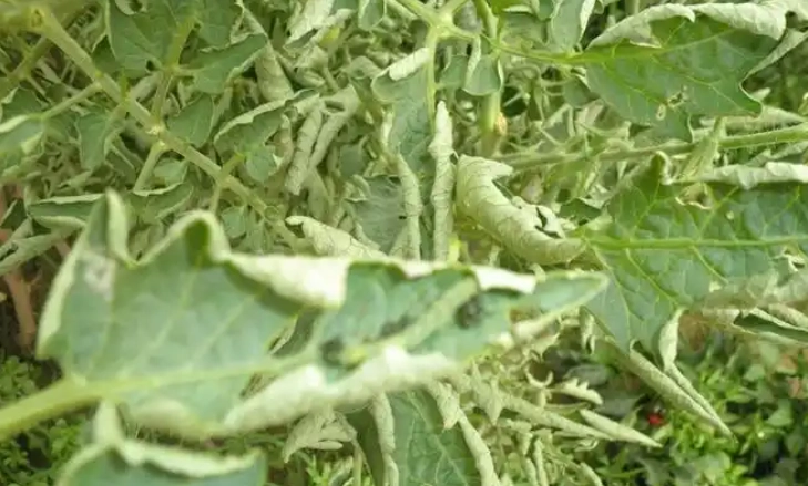 番茄捲葉病 番茄捲葉病