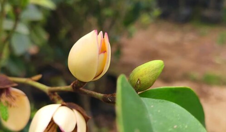 含笑花叶子发黄 含笑花叶子发黄