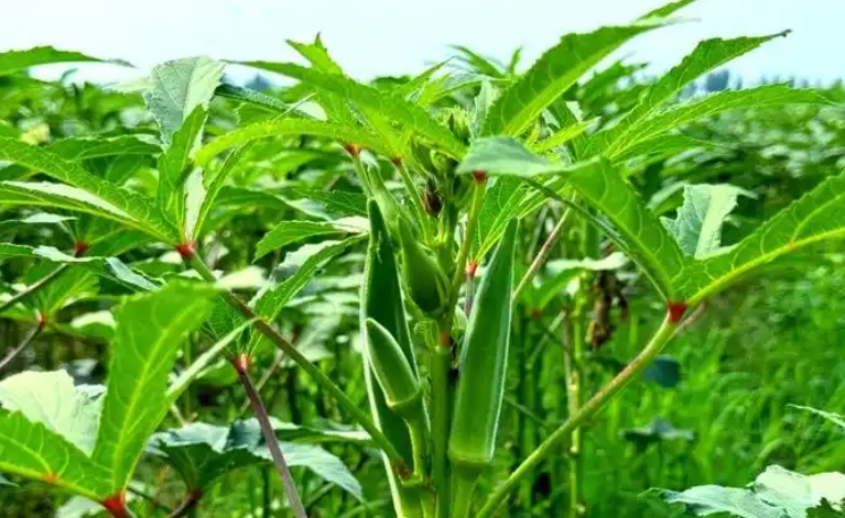秋葵栽培技巧 秋葵栽培技巧