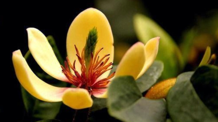 含笑花叶子发黄 含笑花叶子发黄