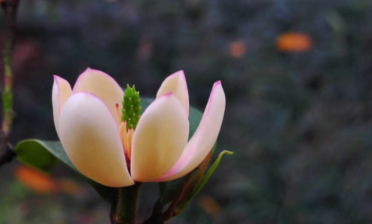 含笑花病虫害防治 含笑花病虫害防治