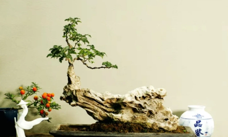 黃荊種植 黃荊種植