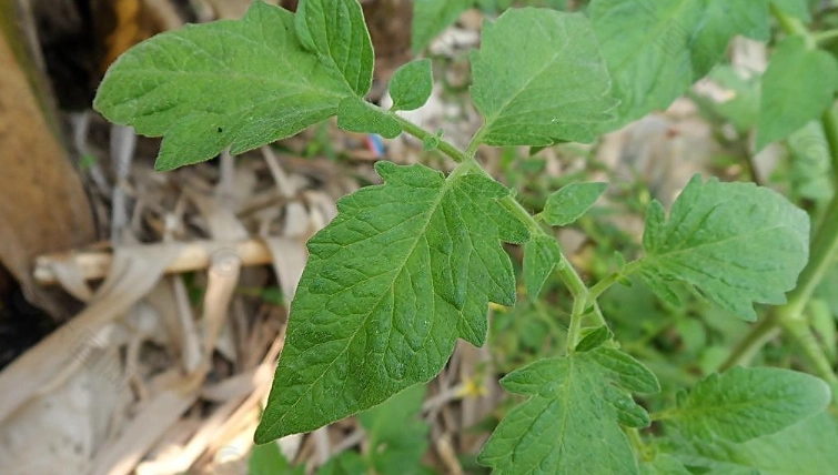 番茄植物可食部位