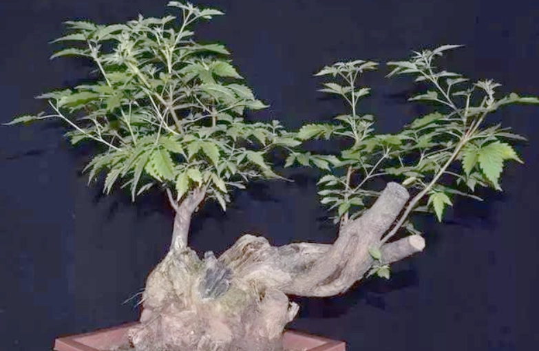 黃荊扦插 黃荊扦插