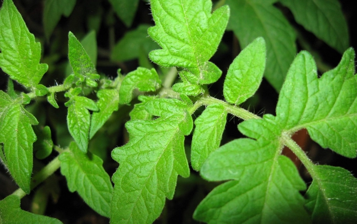 番茄葉子可以吃嗎？完整解析食用安全性與潛在風險