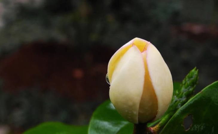 含笑花病虫害防治 含笑花病虫害防治