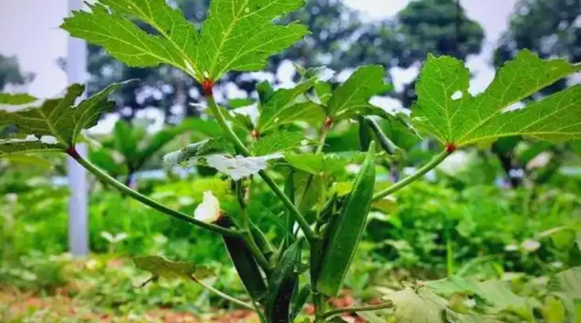 秋葵栽培技巧 秋葵栽培技巧