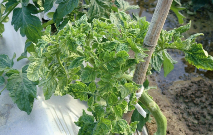 番茄植物可食部位