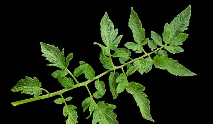 番茄葉子食用