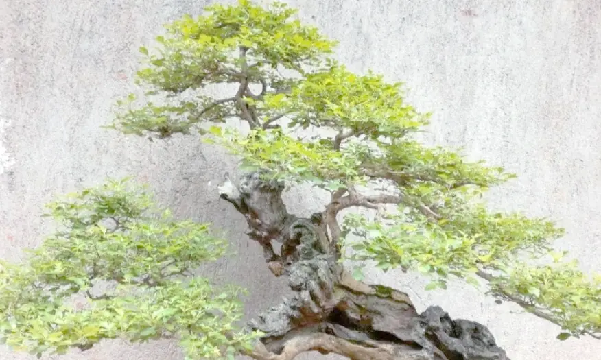 黃荊種植 黃荊種植