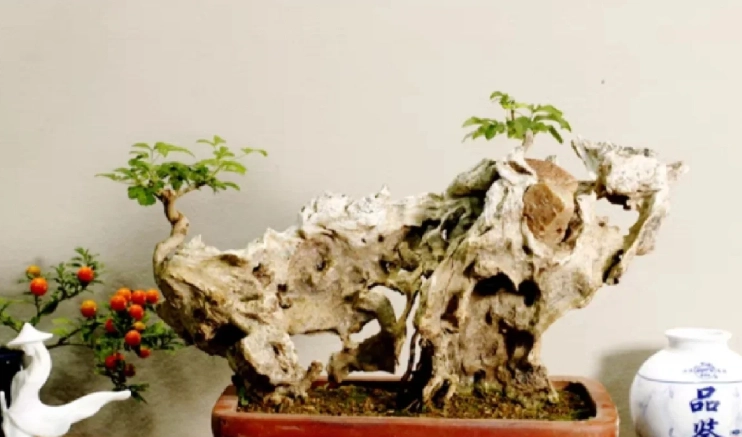 黃荊扦插 黃荊扦插