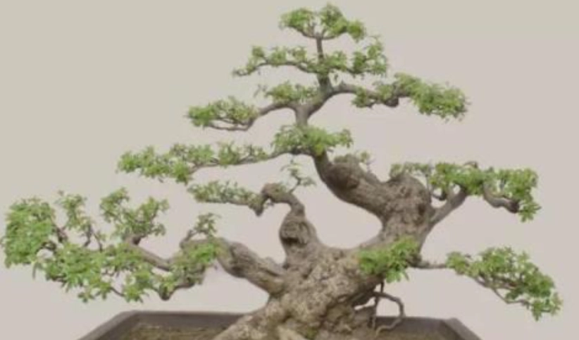 黃荊種植 黃荊種植