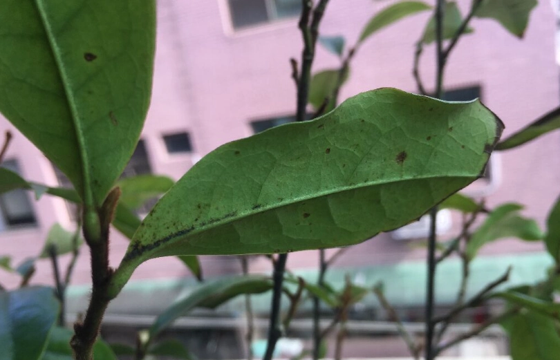 含笑花叶子发黄 含笑花叶子发黄