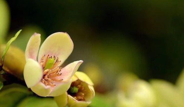 含笑花病虫害防治 含笑花病虫害防治