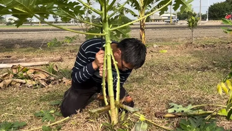 木瓜矮化 木瓜矮化