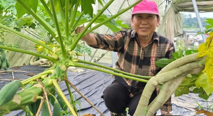 木瓜樹修剪 木瓜樹修剪