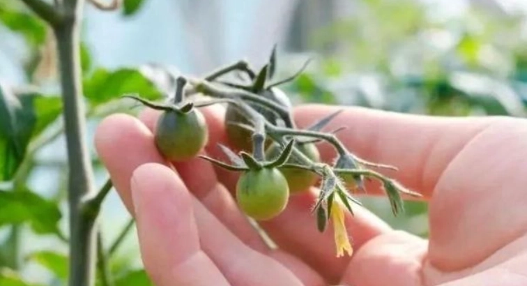 番茄結果率