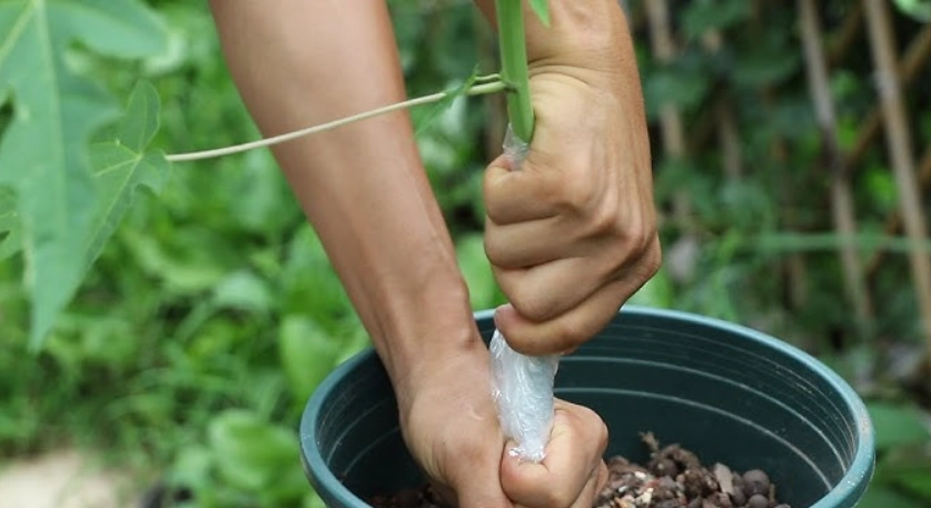 木瓜樹修剪 木瓜樹修剪