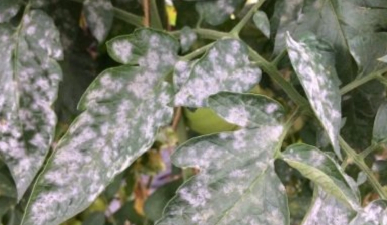 番茄病害防治 番茄病害防治