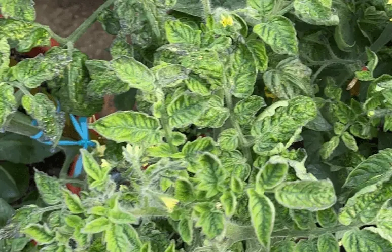 番茄病害防治 番茄病害防治
