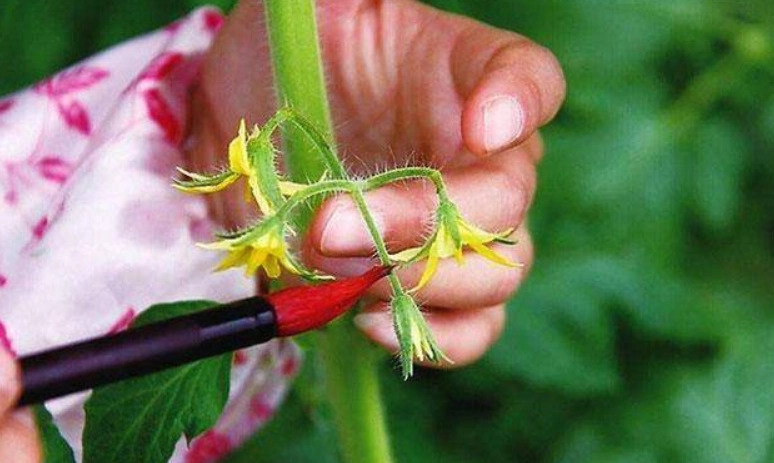 番茄結果率