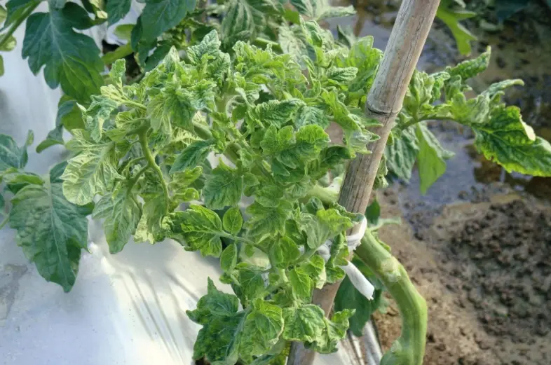 番茄葉子變黃 番茄葉子變黃