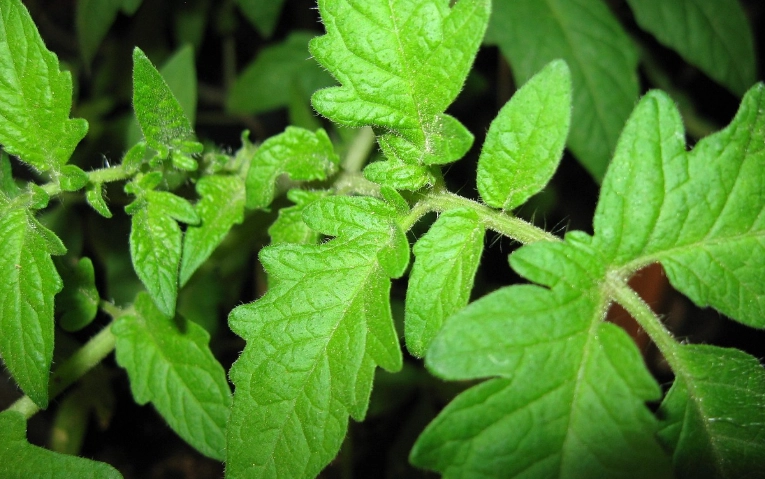 番茄種植葉子護理 番茄種植葉子護理