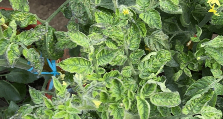 番茄種植葉子護理 番茄種植葉子護理