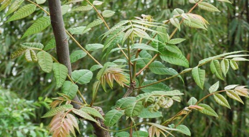香椿樹功效