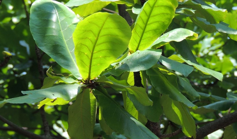 榄仁叶使用方法