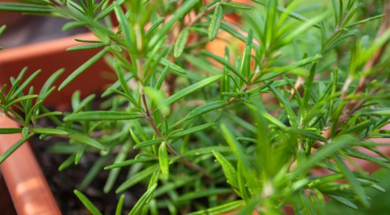 迷迭香扦插技巧 迷迭香扦插技巧