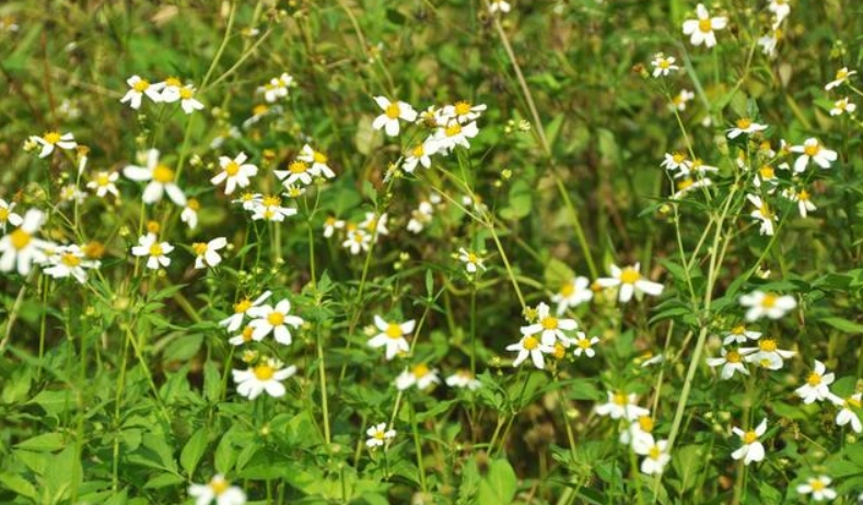 白花鬼頭針副作用