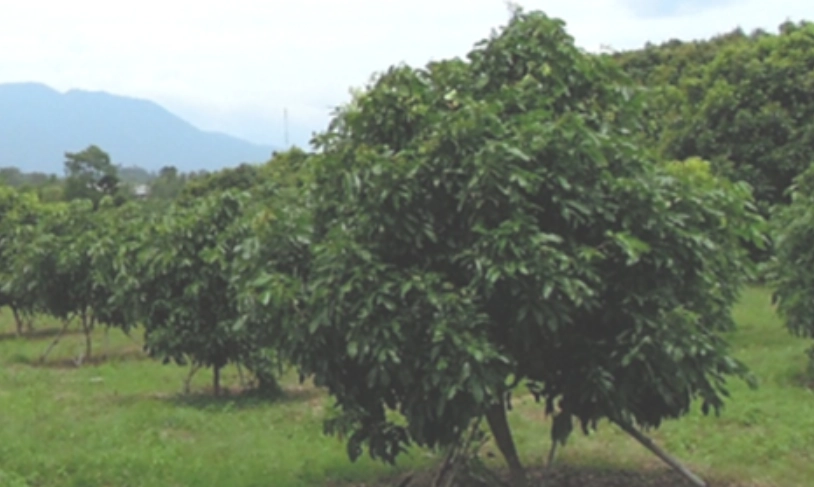 龍眼樹老化跡象