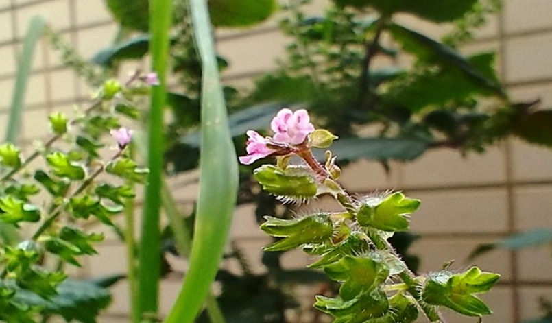 紫蘇花使用方法