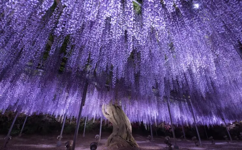 紫藤花觀光
