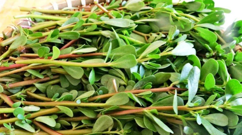 馬齒莧健康益處