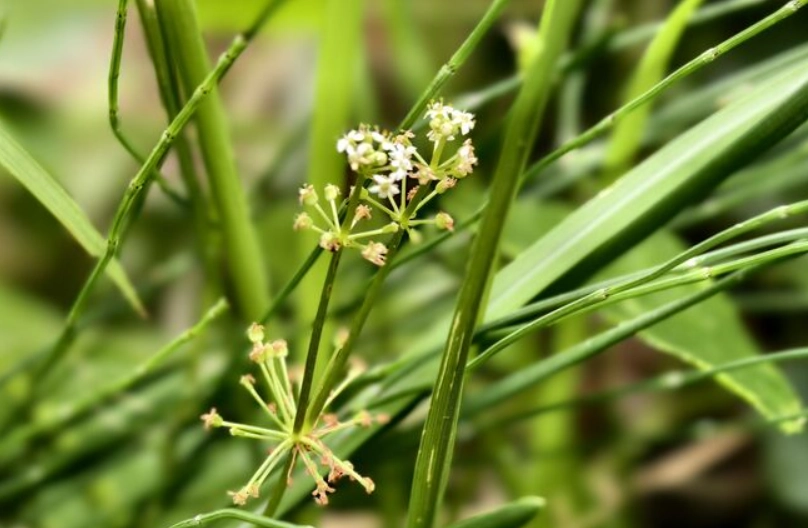 金錢草開花照顧