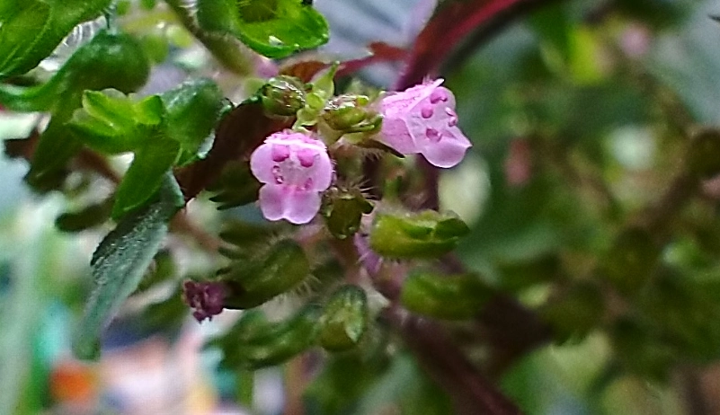 紫蘇花功效