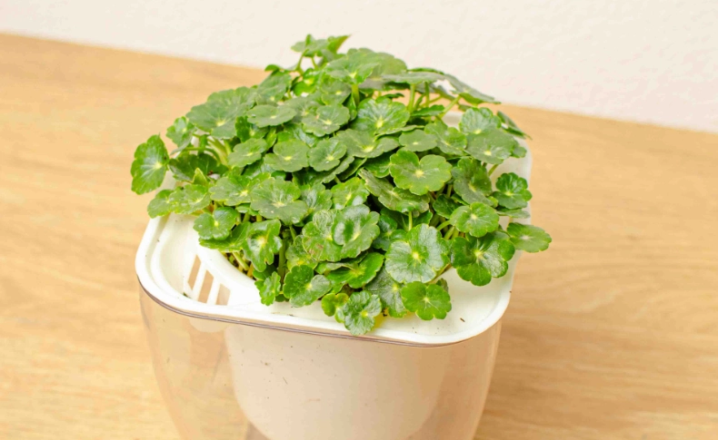 金錢草盆栽種植