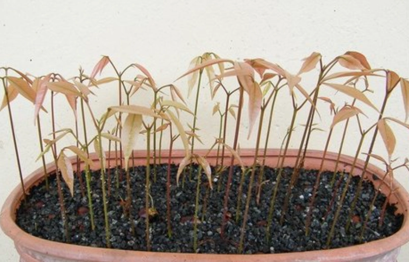 荔枝種子發芽 荔枝種子發芽