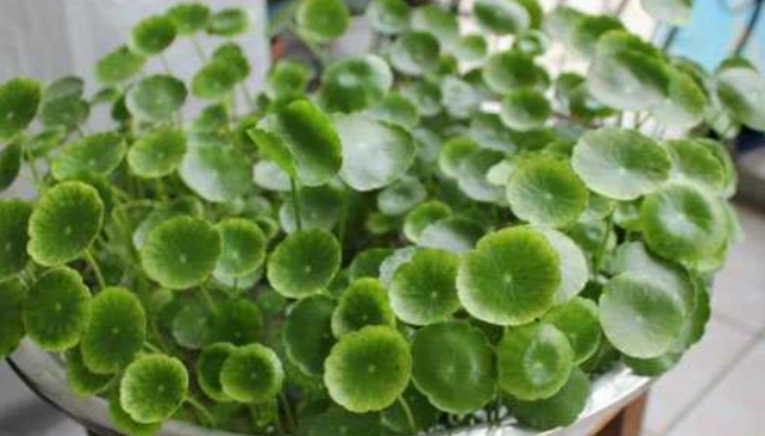 金錢草盆栽種植