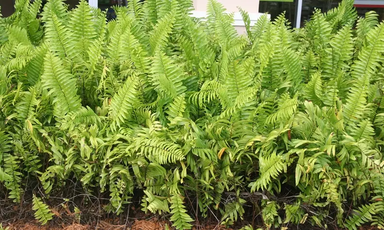 羊齒蕨照顧