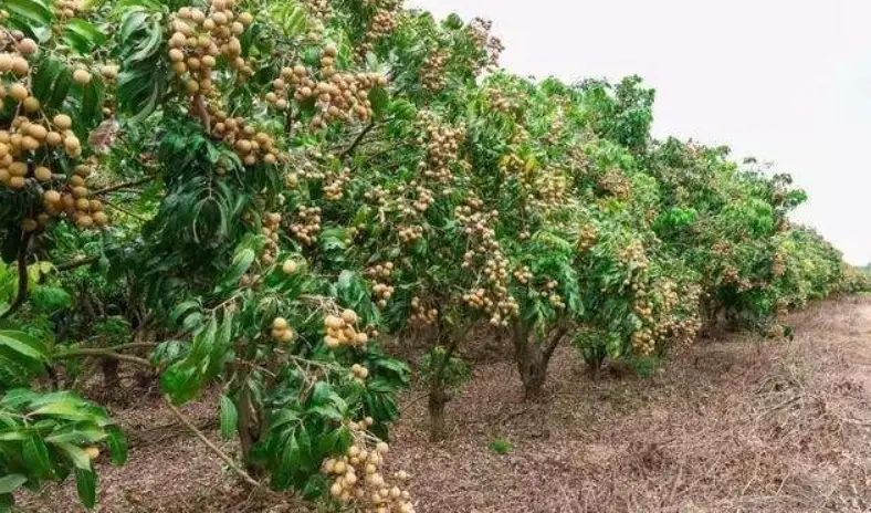龍眼樹老化跡象