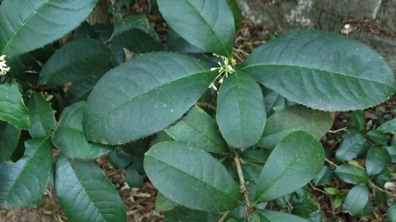 桂花葉子栽培