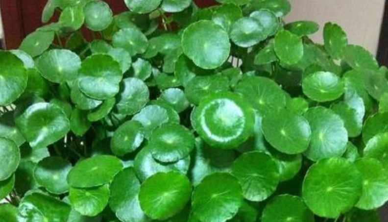 銅錢草好處 銅錢草好處