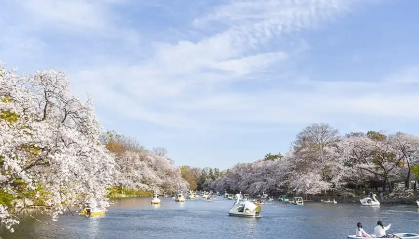 四月底賞櫻 四月底賞櫻